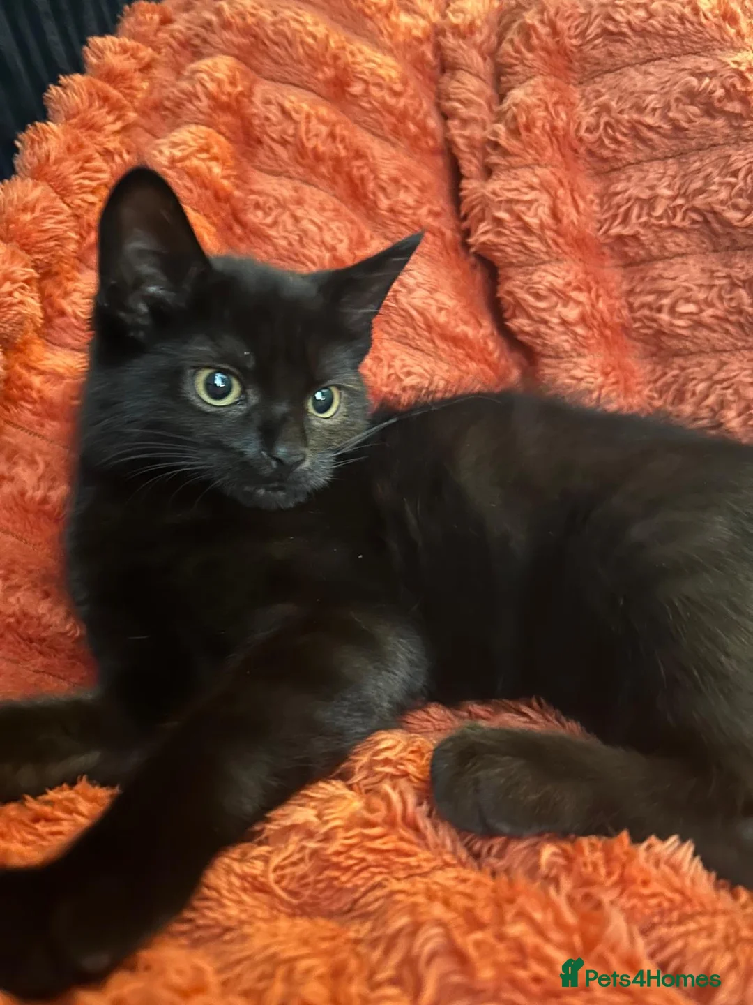 Mixed Breed cats for sale: Black female cat Luna in Huddersfield - Advert 1