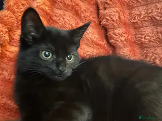 Mixed Breed cats Black female cat Luna - Advert 2