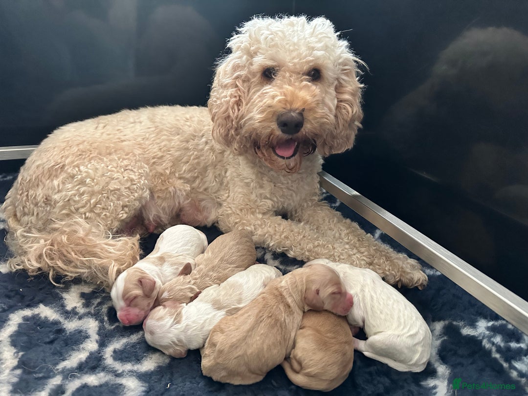 Cockapoo dogs for sale: 1 girl ready now cockapoo  - Image 9