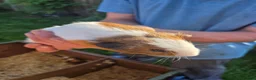Guinea Pig rodents for sale: 3 boy guinea pigs for rehoming - Advert 6