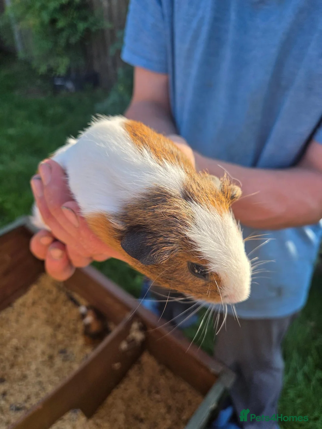 Guinea Pig rodents for sale: 3 boy guinea pigs for rehoming - Advert 6