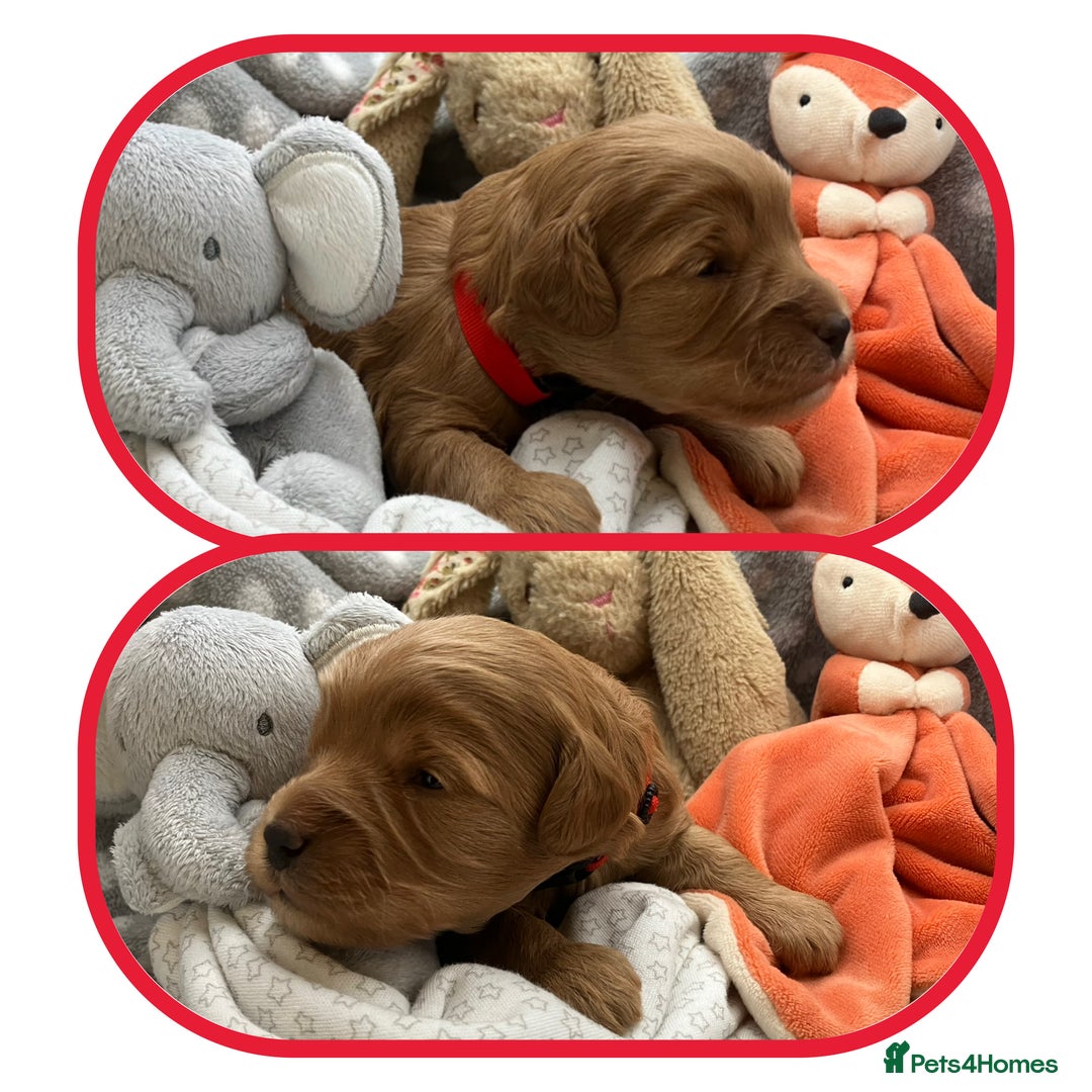 Cavapoo dogs for sale: Outstanding F1B Cavapoos - Health Tested Parents  - Advert 2