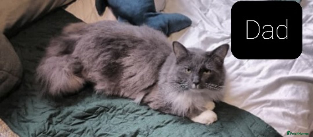Ragdoll cats for sale: Maincoon ×Ragdoll (Ragcoon) kittens  - Image 19