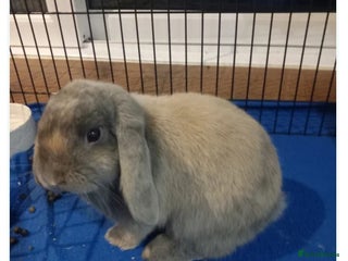 Mini Lop rabbits Mini lop bunnie for sale and cage,food,and more - Advert 17