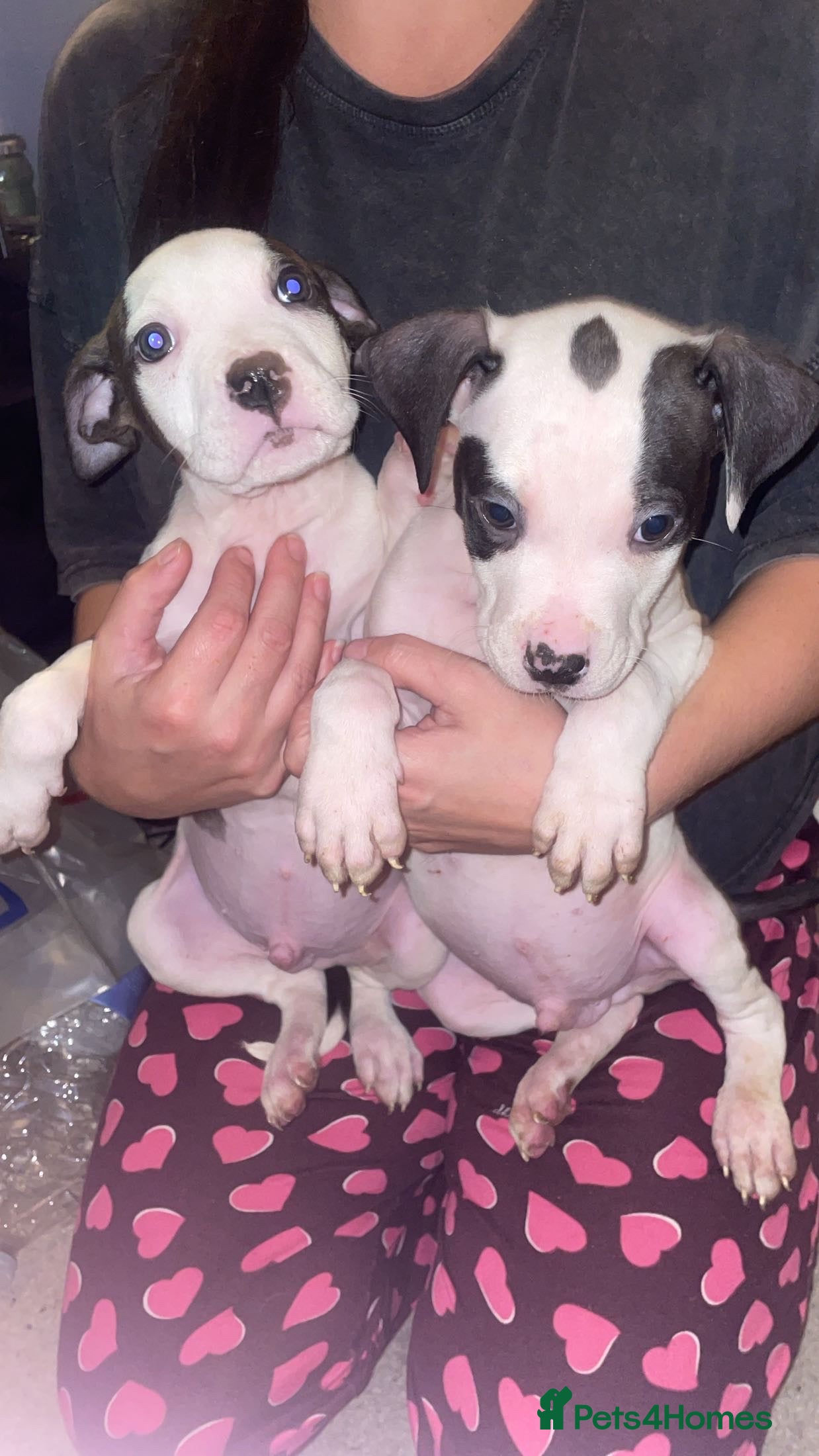 American Bulldog dogs 2 boys left  - Advert 13