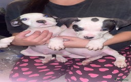 American Bulldog dogs for sale: 2 boys left  - Image 1