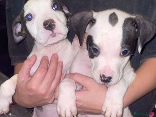 American Bulldog dogs - Advert 1