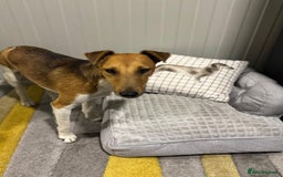 Fox Terrier dogs for adoption: Beautiful Rusty needs a home - Image 5