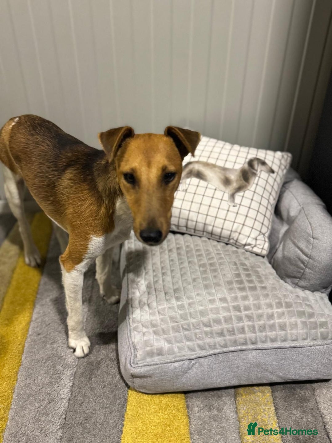 Fox Terrier dogs for adoption: Beautiful Rusty needs a home - Image 5