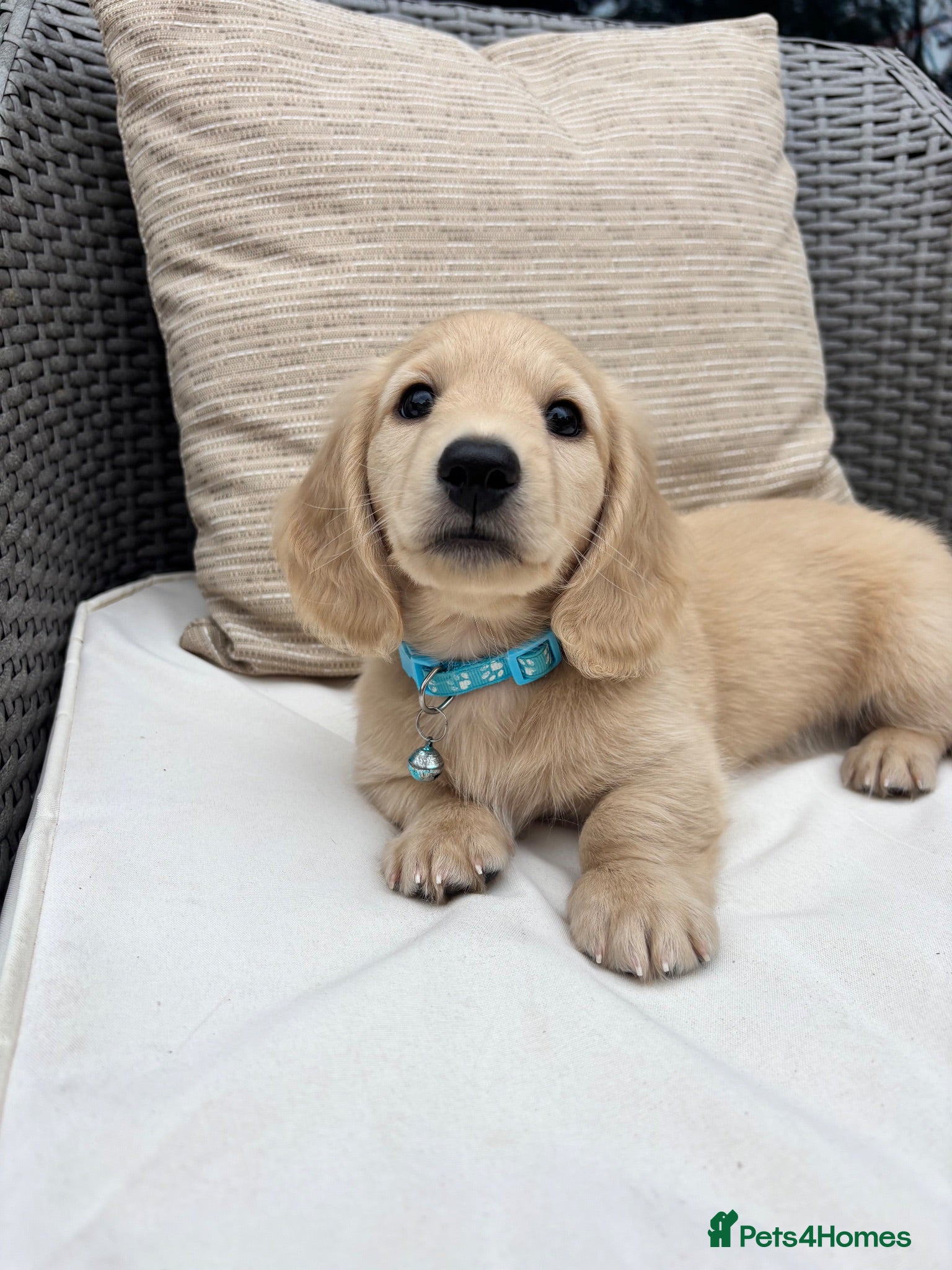 Miniature Dachshund dogs *Ready now* 1 BOY LEFT English Cream Mini Dachshun - Advert 1