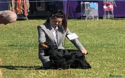 Cocker Spaniel dogs for sale: Ready 30th august import lines  - Image 9