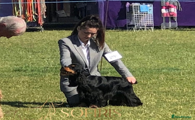 Cocker Spaniel dogs - Advert 2