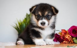 Welsh Corgi Pembroke dogs for sale: Welsh Corgi (Pembroke) - Image 14