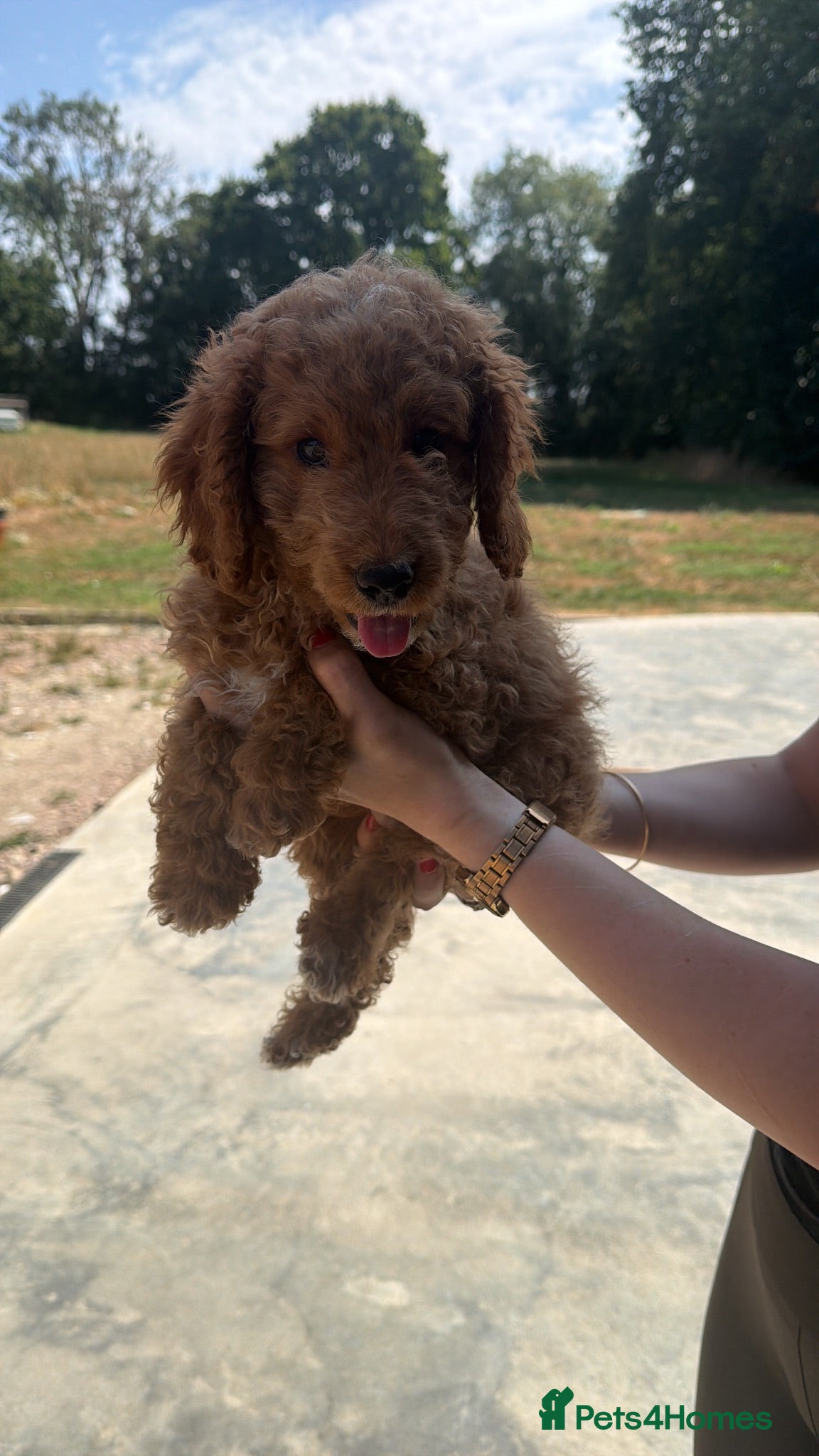 Cockapoo dogs Cockapoo puppies F1B  - Advert 2