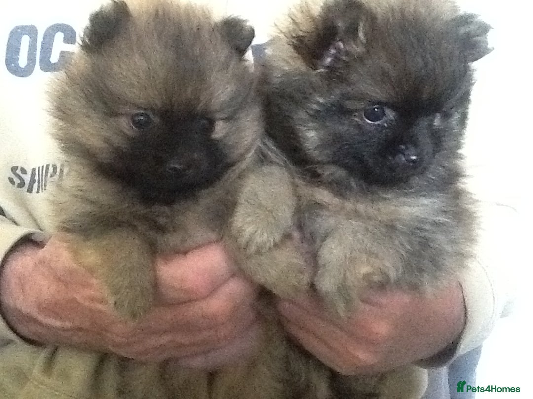 Pomeranian dogs for sale: XS Kc reg quality Pomeranian puppies  - Image 4