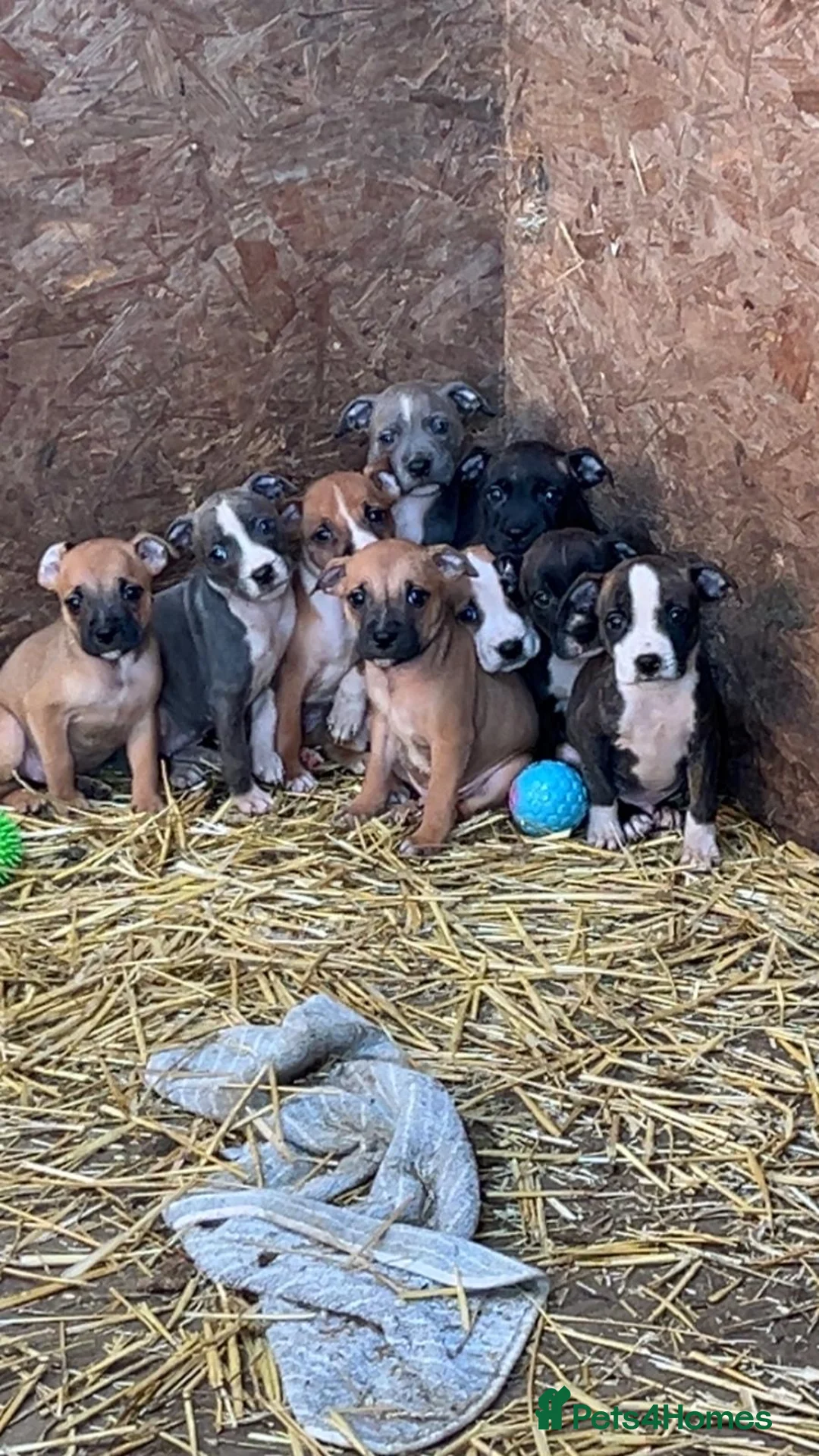 Staffordshire Bull Terrier dogs for sale: Staffordshire bull terrier puppies  - Advert 1