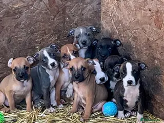 Staffordshire Bull Terrier dogs Staffordshire bull terrier puppies - Advert 9