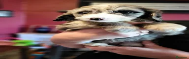 Cockapoo 6