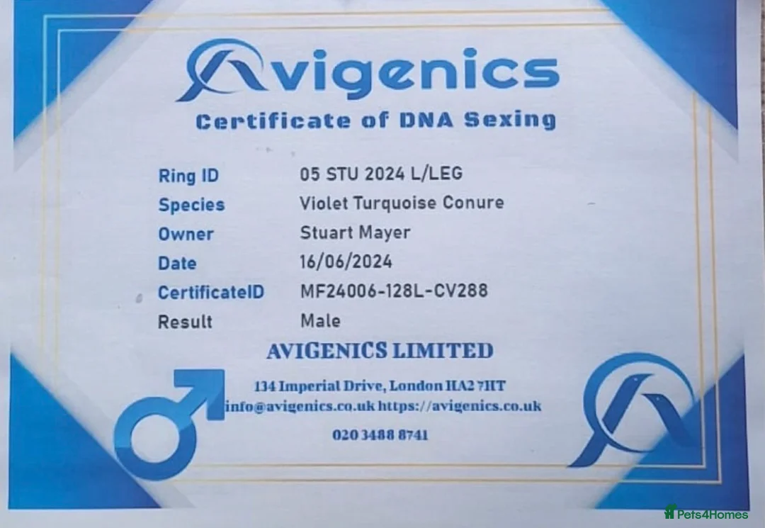 Conures birds for sale: Turquoise double-factor conure - Advert 2