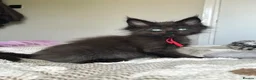 Maine Coon cats for sale: Beautiful polydactyl Maine coon kittens  - Advert 15