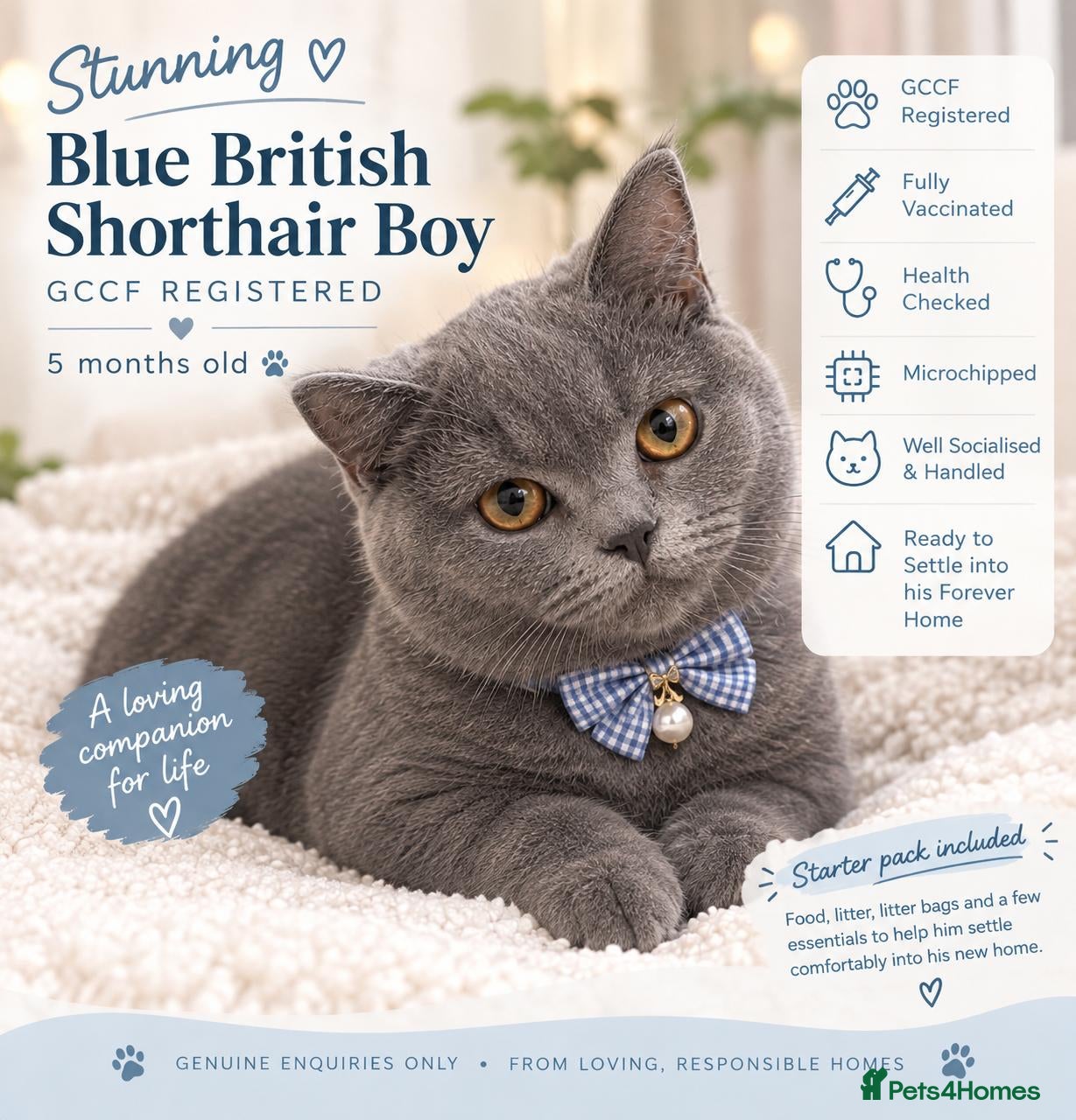 British Shorthair cats 💙 Stunning GCCF Registered British Shorthair 💙 - Advert 15