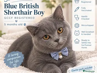 British Shorthair cats 💙 Stunning GCCF Registered British Shorthair 💙 - Advert 15