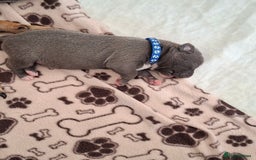 Staffordshire Bull Terrier dogs for sale: Male staffy ready 26th August - Image 4