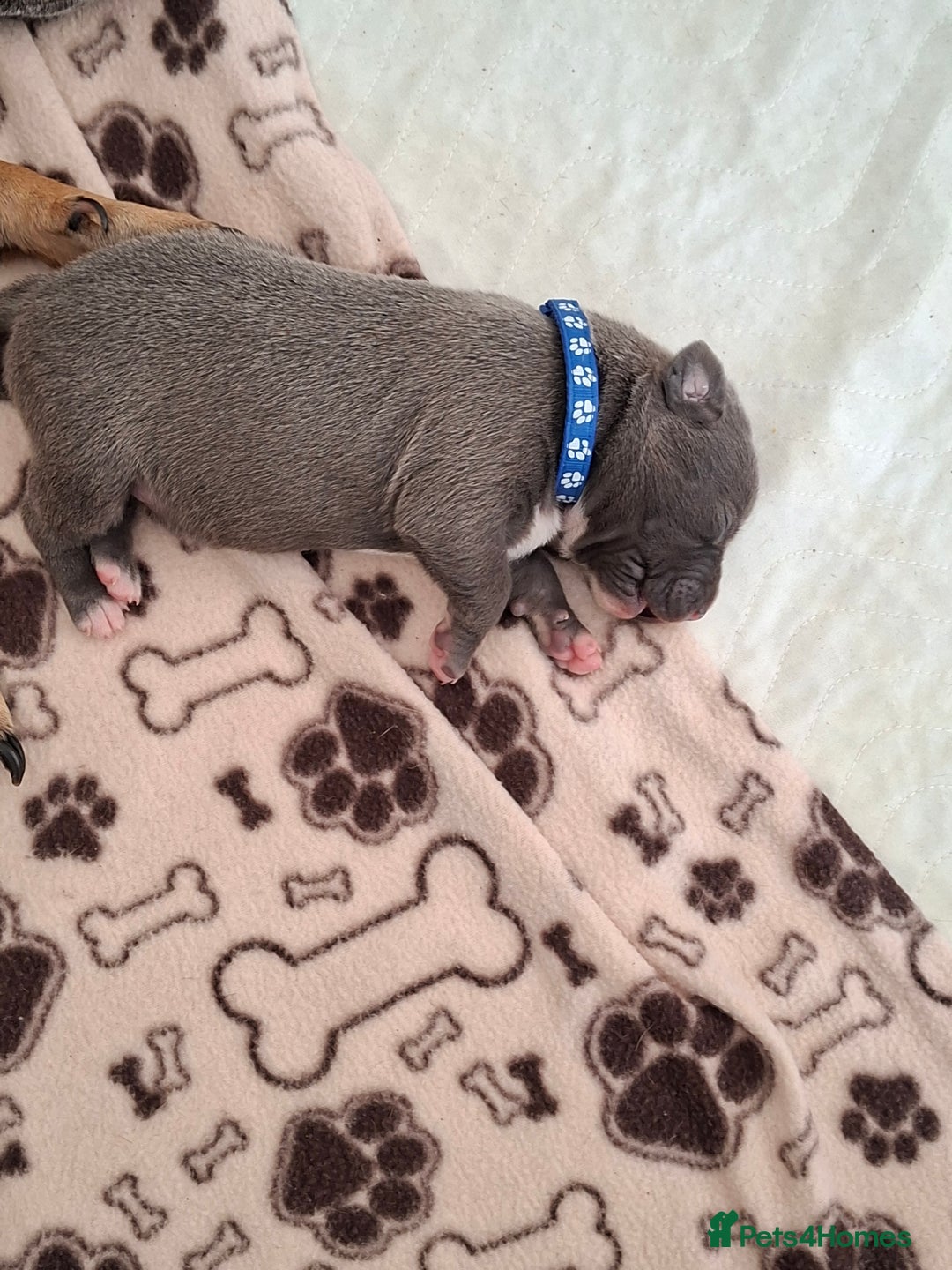 Staffordshire Bull Terrier dogs for sale: Male staffy ready 26th August - Image 4