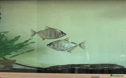 Piranhas fish for sale: Silver Dollar Monos  - Image 2