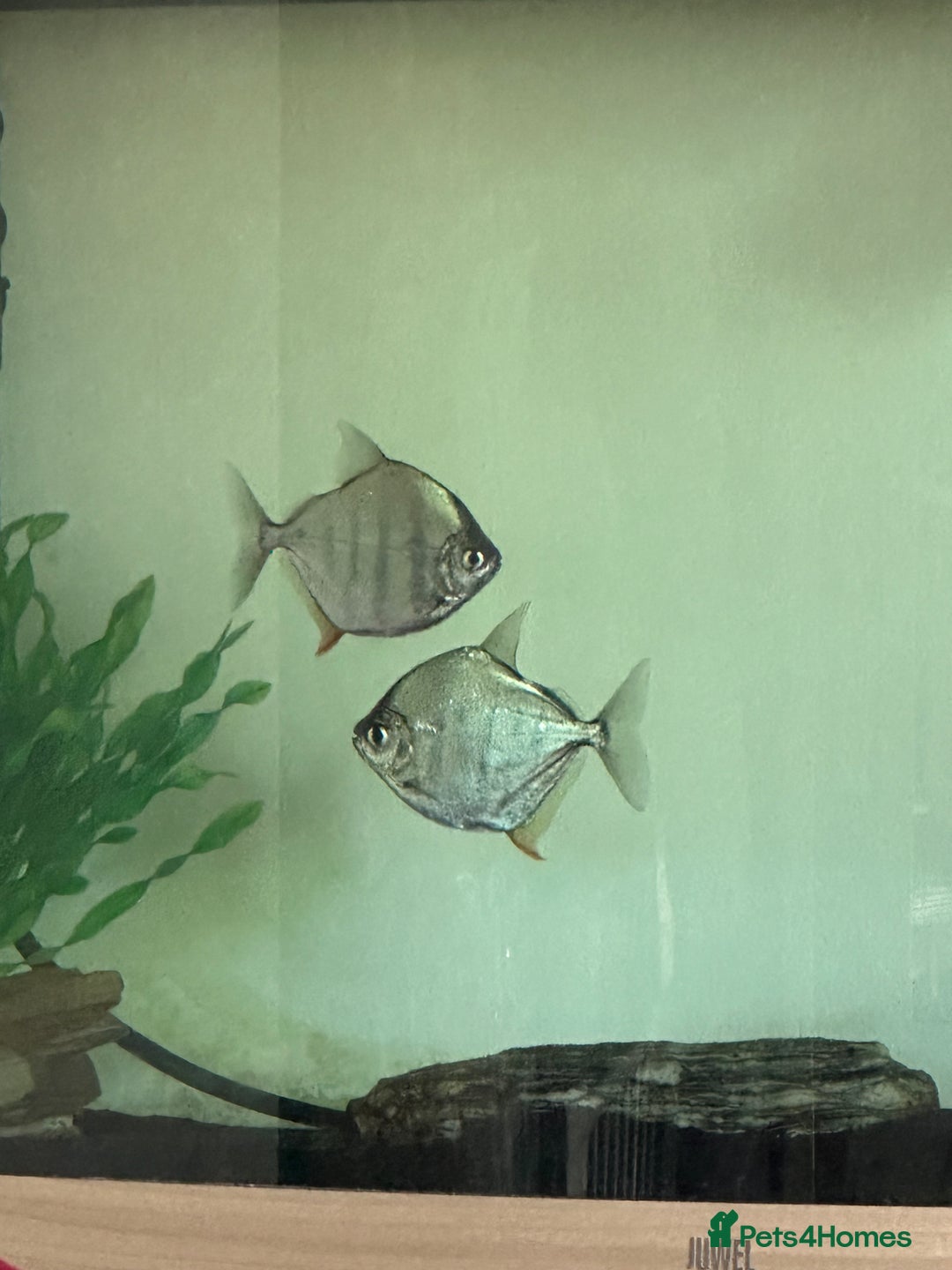Piranhas fish for sale: Silver Dollar Monos  - Image 2