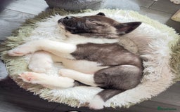 Akita dogs for stud: I’m Sirius and Im ready to meet my first Dogfriend in Sheffield - Image 4