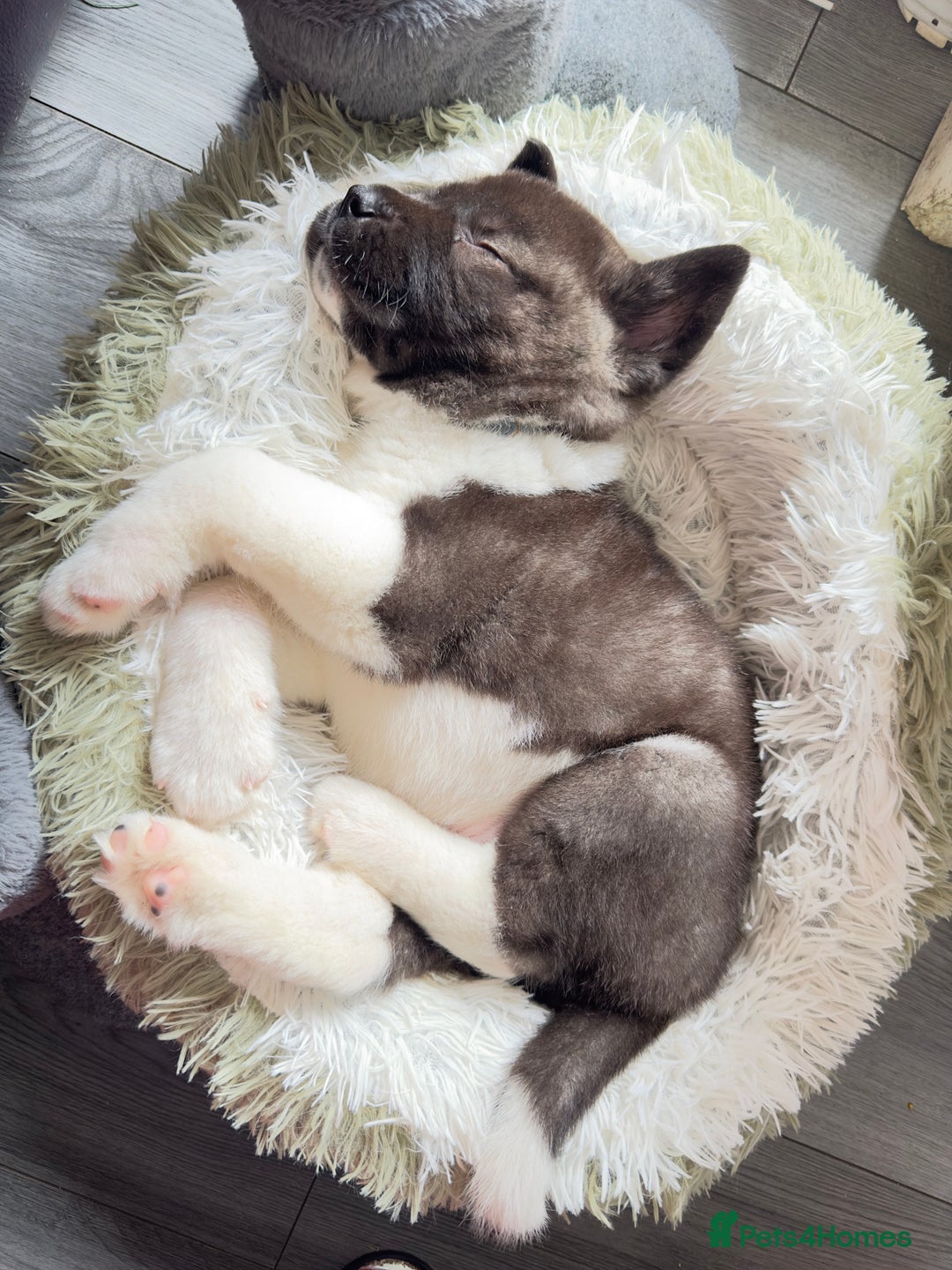 Akita dogs for stud: I’m Sirius and Im ready to meet my first Dogfriend in Sheffield - Image 4