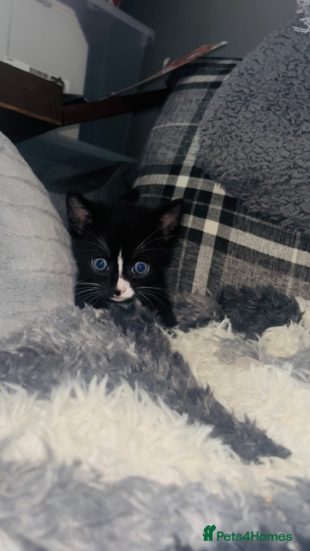 Mixed Breed cats for sale: Adorable Kittens with Stunning Markings - Image 7
