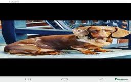 Dachshund dogs for sale: 2 miniature dachshund girls  - Image 1