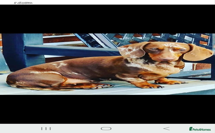 Dachshund dogs - Advert 1