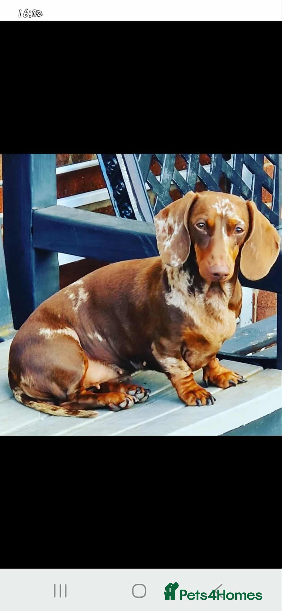 Dachshund dogs for sale: 2 miniature dachshund girls  - Image 1