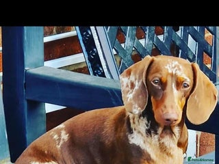 Dachshund dogs for sale - Advert 1