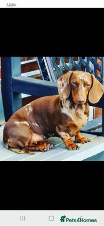 Dachshund dogs - Advert 1