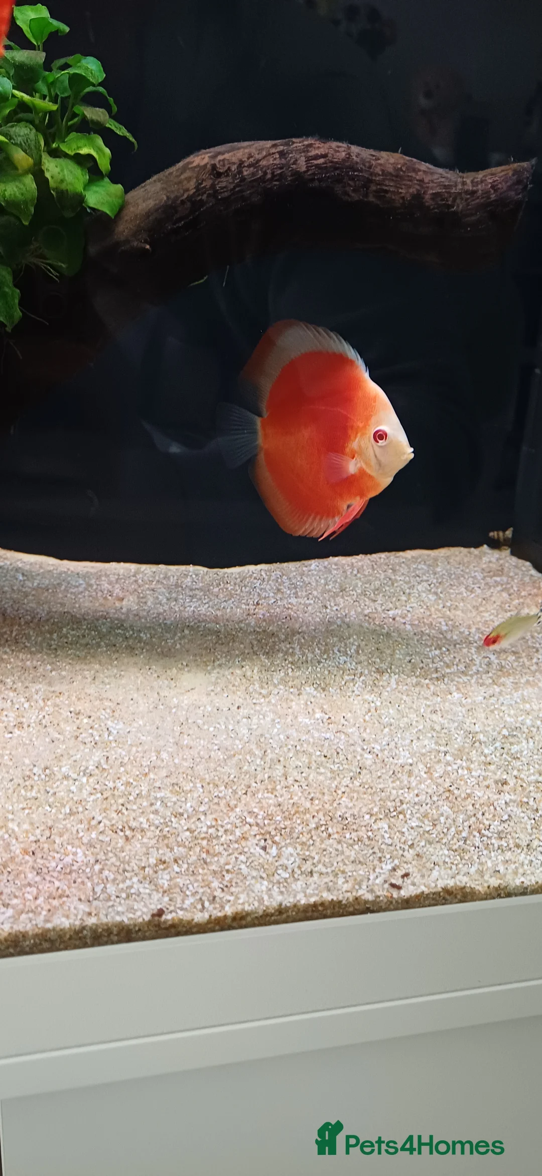 Discus fish for sale: Discuss fish - Advert 5