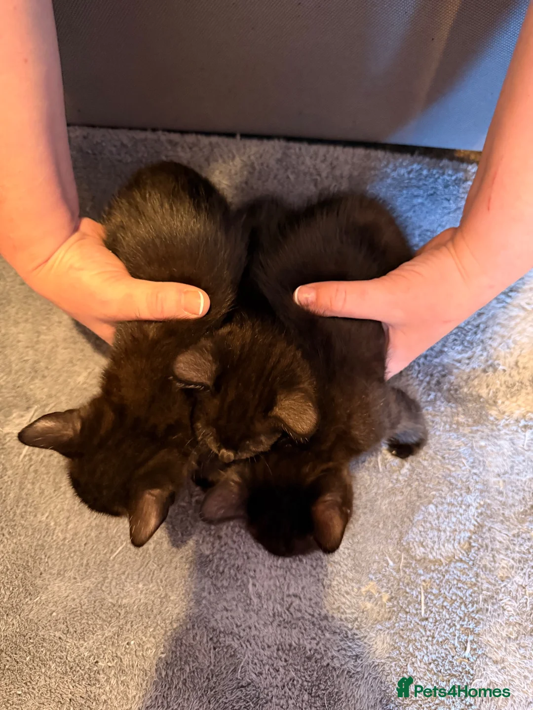 Mixed Breed cats for sale: 6 kittens for sale.  - Advert 7