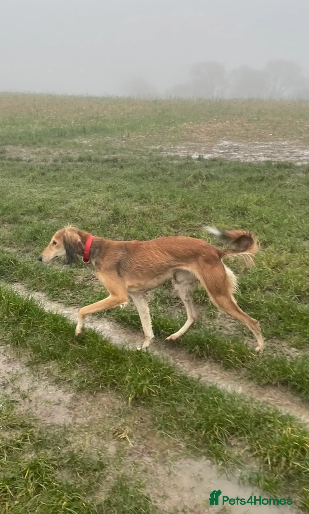 Saluki dogs for sale: Female Saluki  - Advert 2