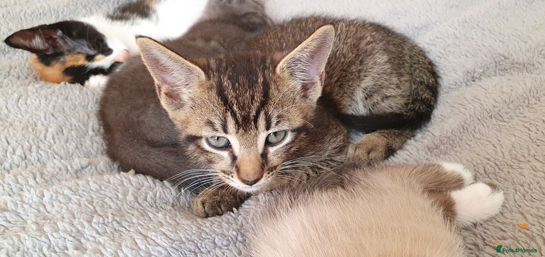 Mixed Breed cats for sale: Beautiful Siamese Cross Kittens - Image 8