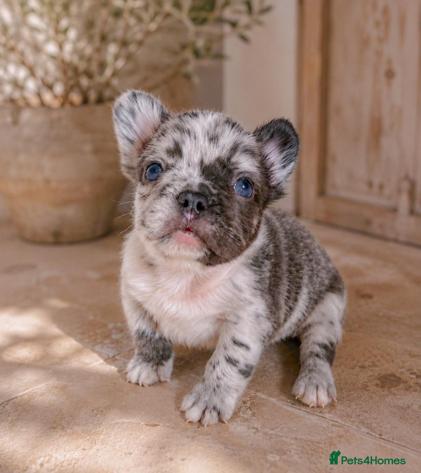 French Bulldog dogs LILAC,BLUE,FLUFFY - Advert 1