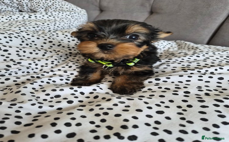 Yorkshire Terrier dogs - Advert 16