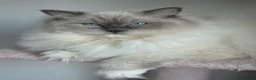 Ragdoll cats for sale: Blue mitted female ragdoll - Advert 5