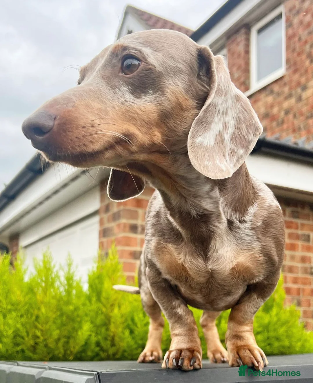 Miniature Dachshund dogs for stud: ISABELLA AND TAN DAPPLE DACHSHUND  in Sunderland - Advert 2