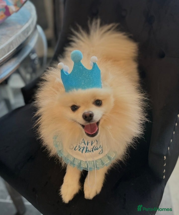 Pomeranian dogs ✨ Premium Pomeranian Stud Available – Elvis ✨ - Advert 8