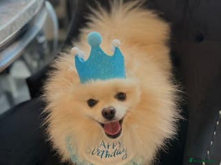 Pomeranian dogs ✨ Premium Pomeranian Stud Available – Elvis ✨ - Advert 7