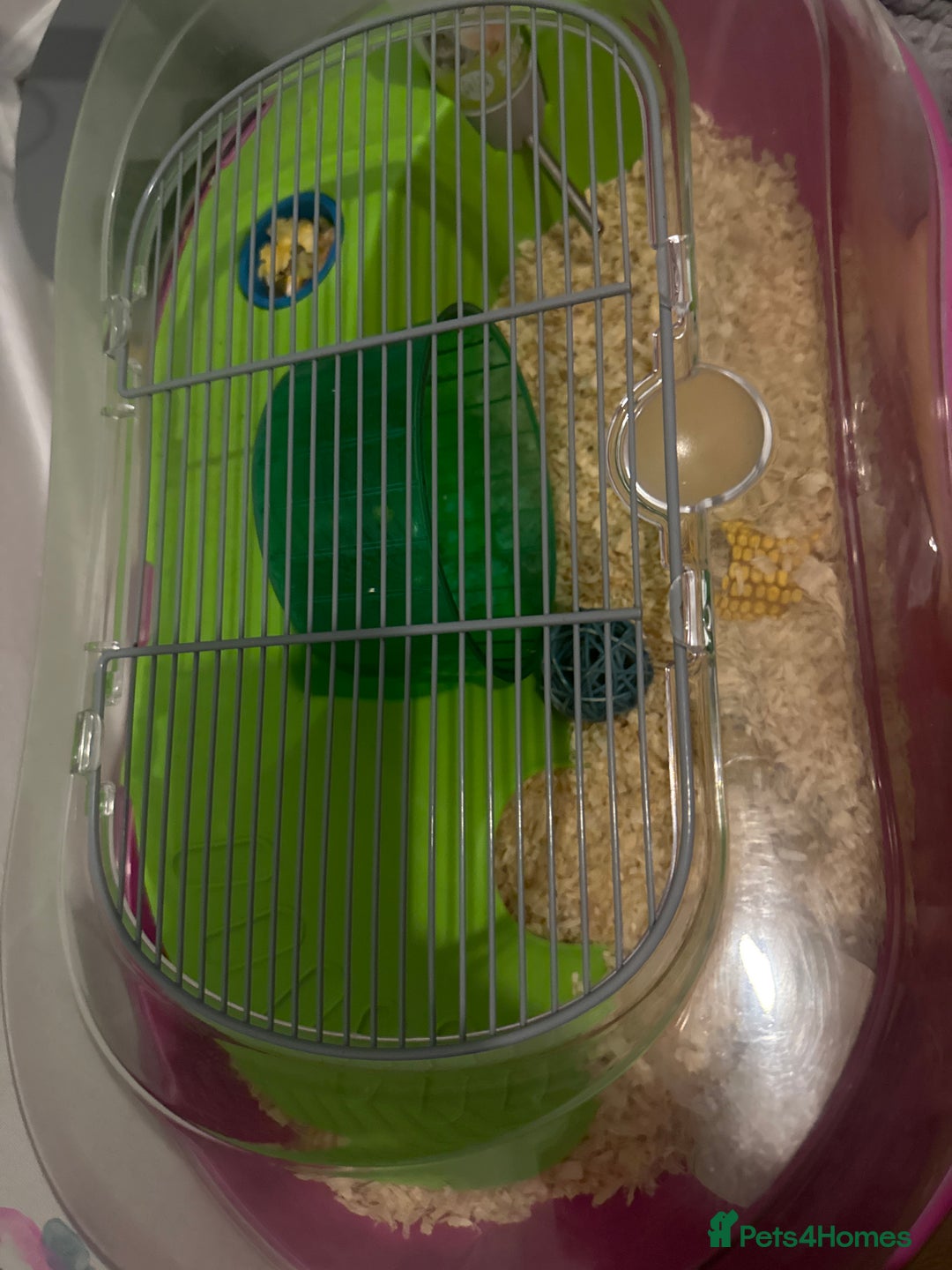 Hamster rodents for sale: Russian dwarf hamster - Image 2