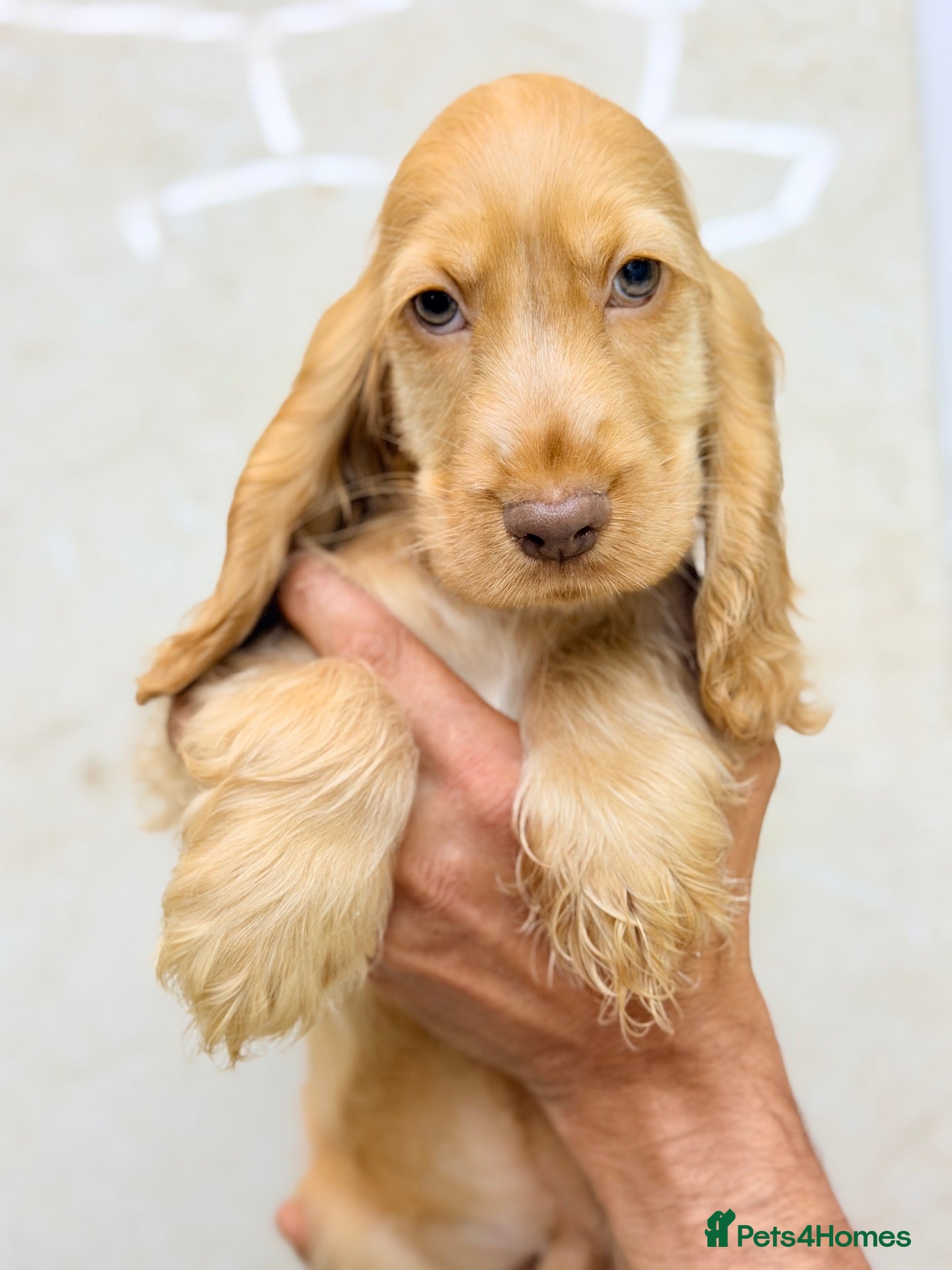 Cocker Spaniel dogs LAST 2 ❤️ RKC SHOW COCKER PUPPIES – READY NOW - Advert 1
